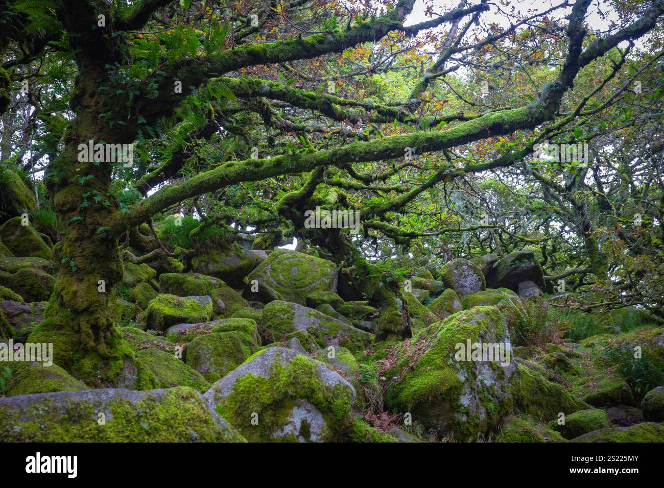 Der Dartmoor Forest ist ein Urwald, der es Wert ist, zu erhalten. Er ist einer der ältesten erhaltenen alten gemäßigten Regenwälder Großbritanniens, der Dartmoor National Park Stockfoto