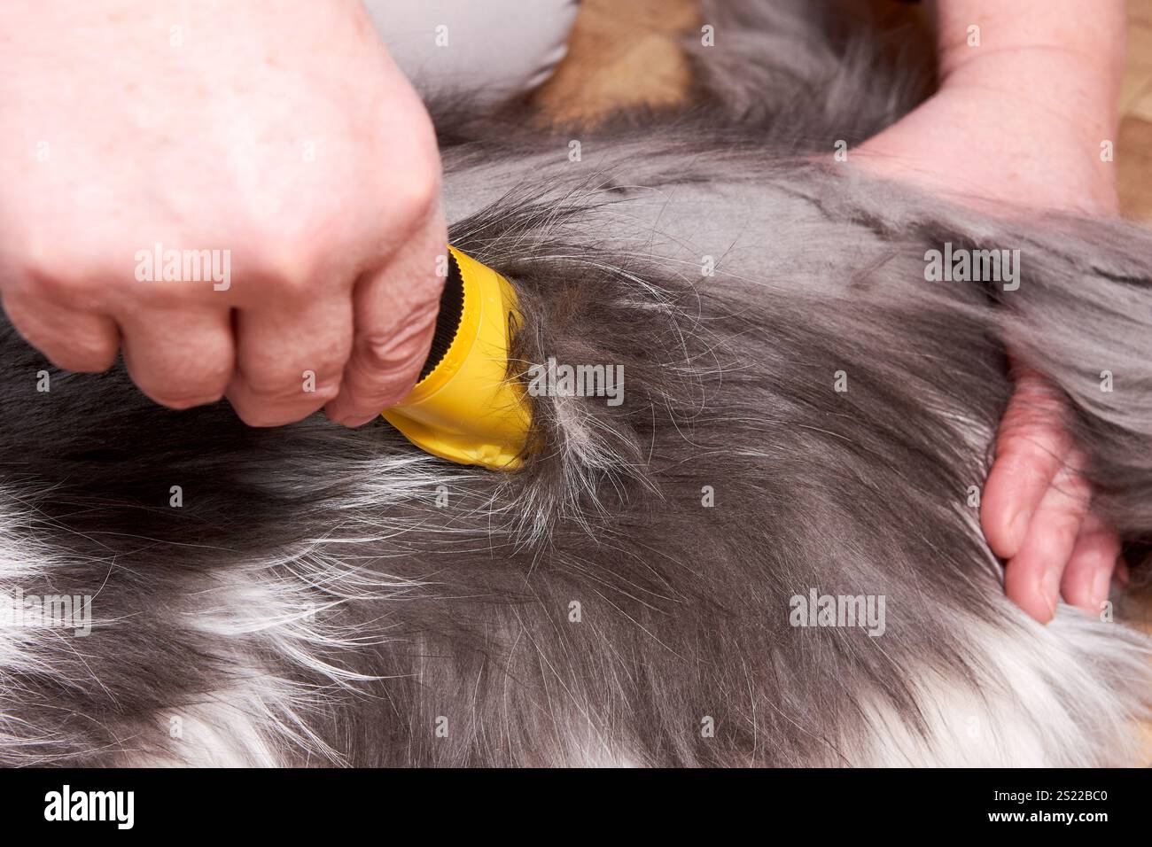 Haarschnitt einer flauschigen grauen Perserkatze. Tierpflege zu Hause Stockfoto