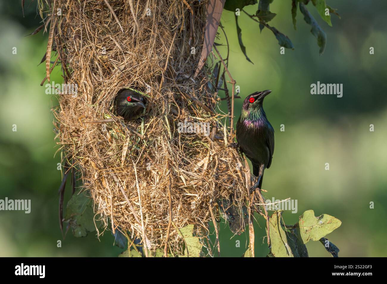 Ein Metallic-Star stampft seinen Kopf außerhalb des Nesteingangslochs, während sein Partner auf dem Rand seines grob gewebten Grasnestes steht. Stockfoto