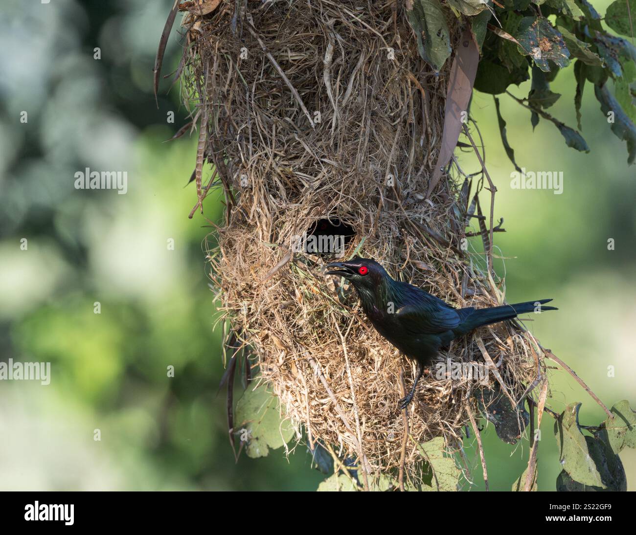 Ein einsamer Metallic-Star, der seitlich an der Eingangsöffnung seines gewebten Grasnests thronte, hängte unsicher von einem tropischen Baum. Stockfoto