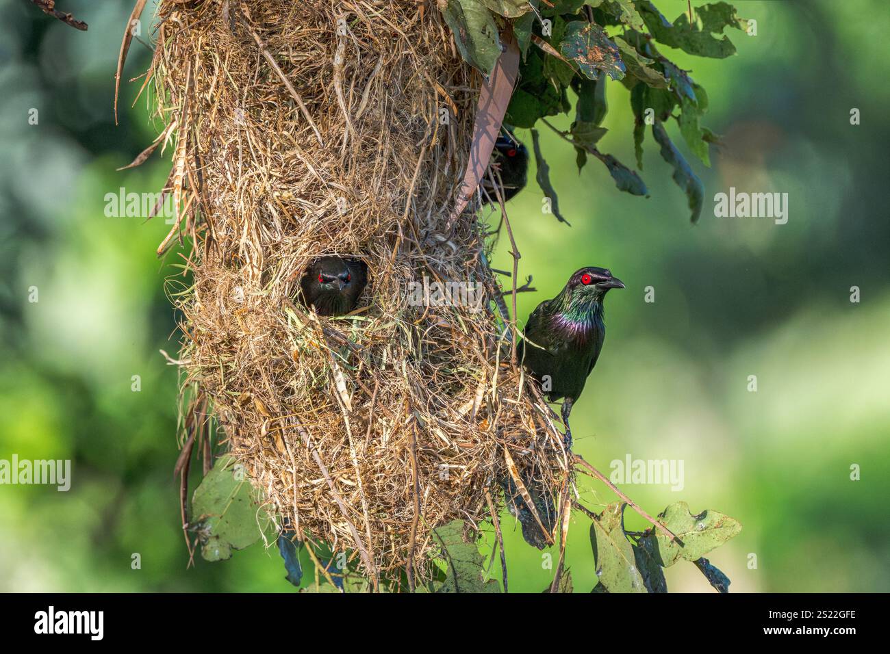 Ein Metallic-Star stampft seinen Kopf außerhalb des Nesteingangslochs, während sein Partner auf dem Rand seines grob gewebten Grasnestes steht. Stockfoto