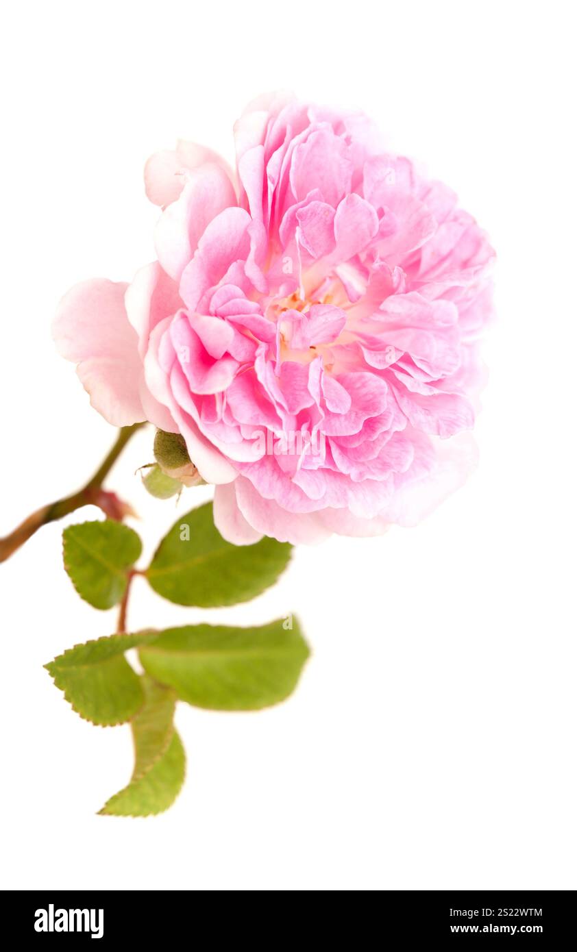 Schöne alte kleine offene sanfte rosa Kletterrose isoliert auf weiß Stockfoto