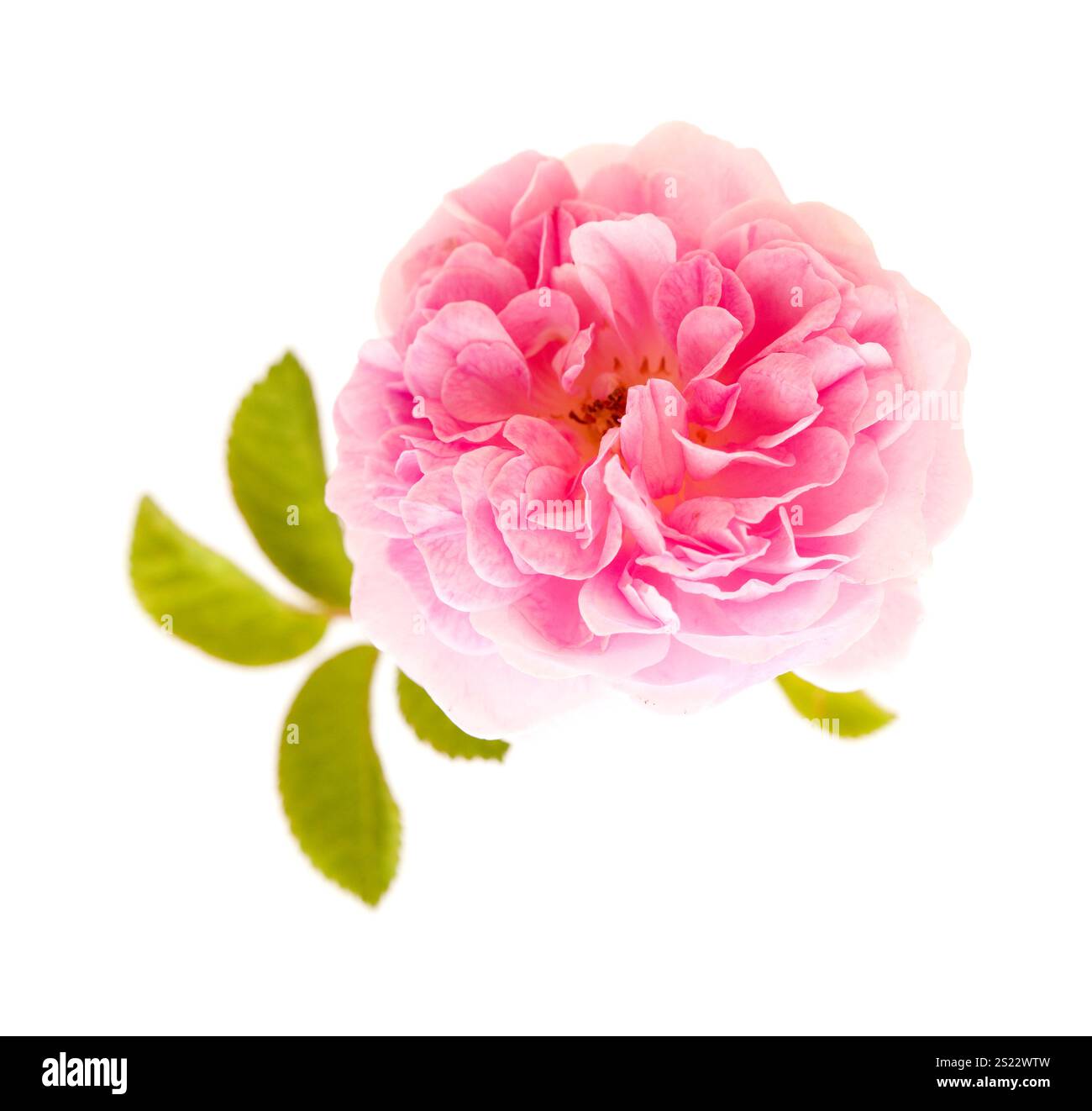 Schöne alte kleine offene sanfte rosa Kletterrose isoliert auf weiß Stockfoto