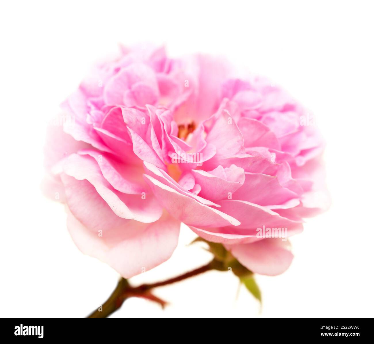 Schöne alte kleine offene sanfte rosa Kletterrose isoliert auf weiß Stockfoto