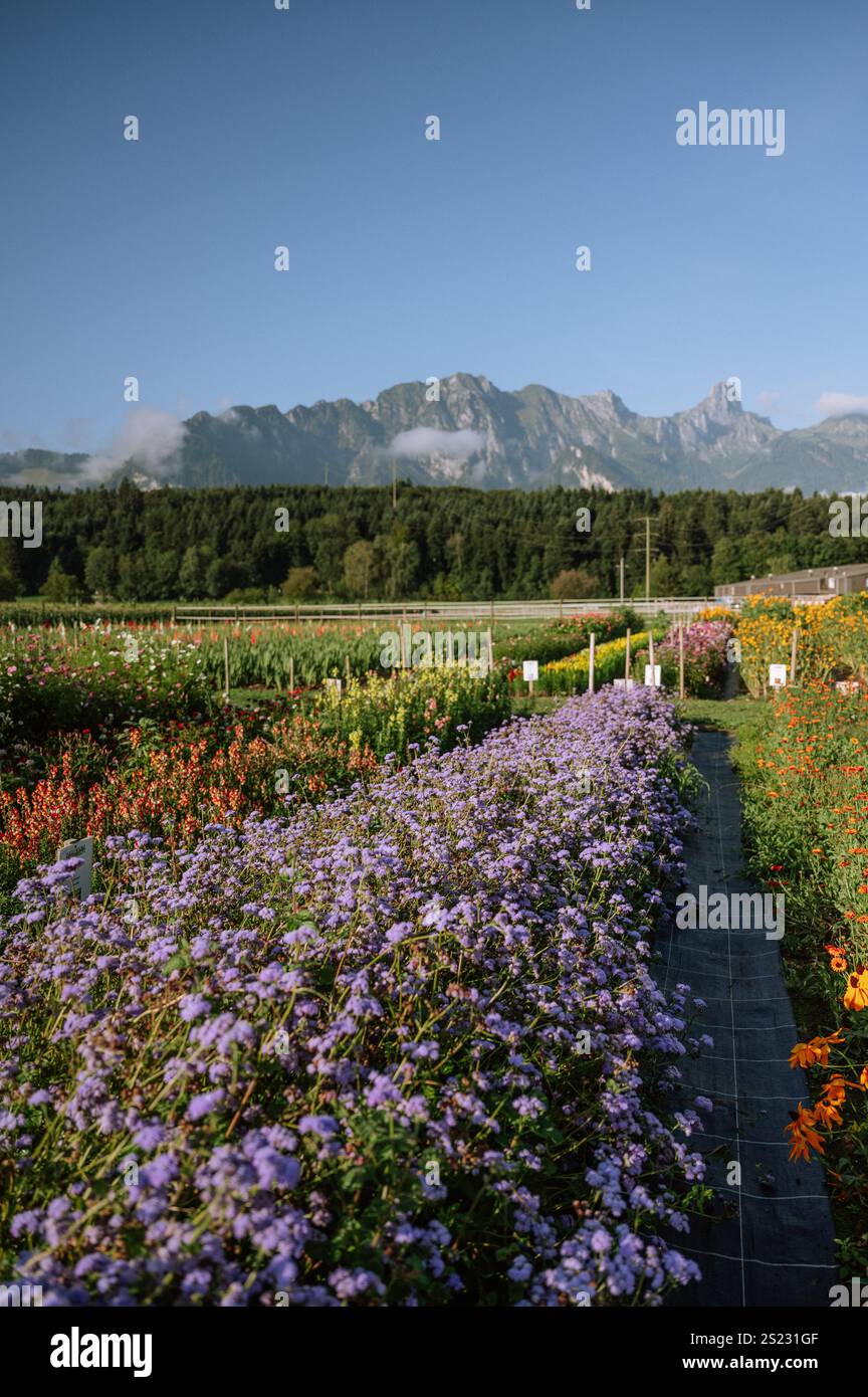 Lila Seide blüht vor den schweizer alpen Stockfoto