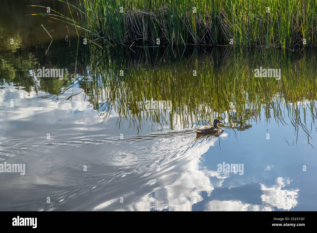 Ein Mallard in Tucson, Arizona Stockfoto