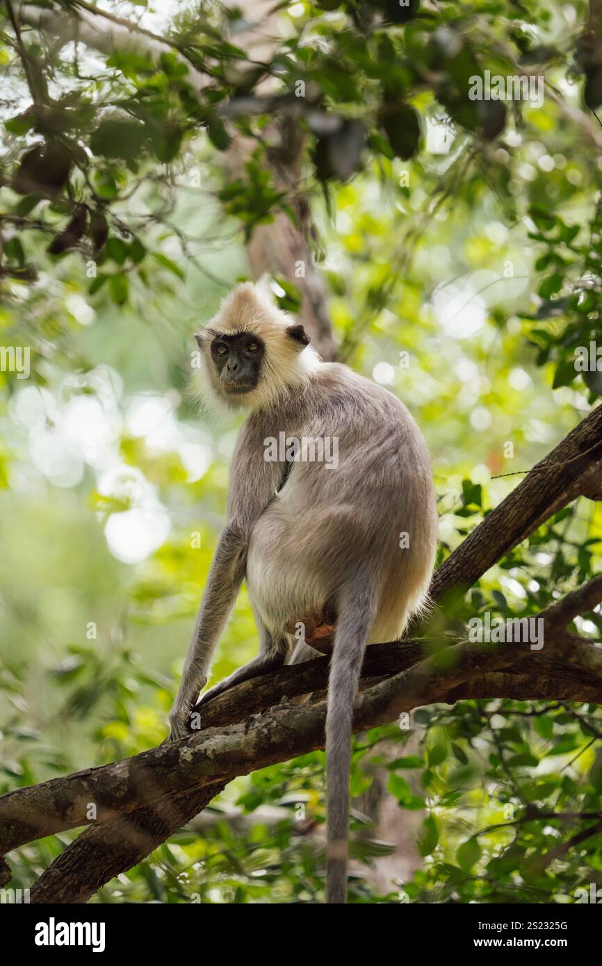 Semnopithecus-Affe sitzt im Dschungel-Baum in Sri Lanka Stockfoto