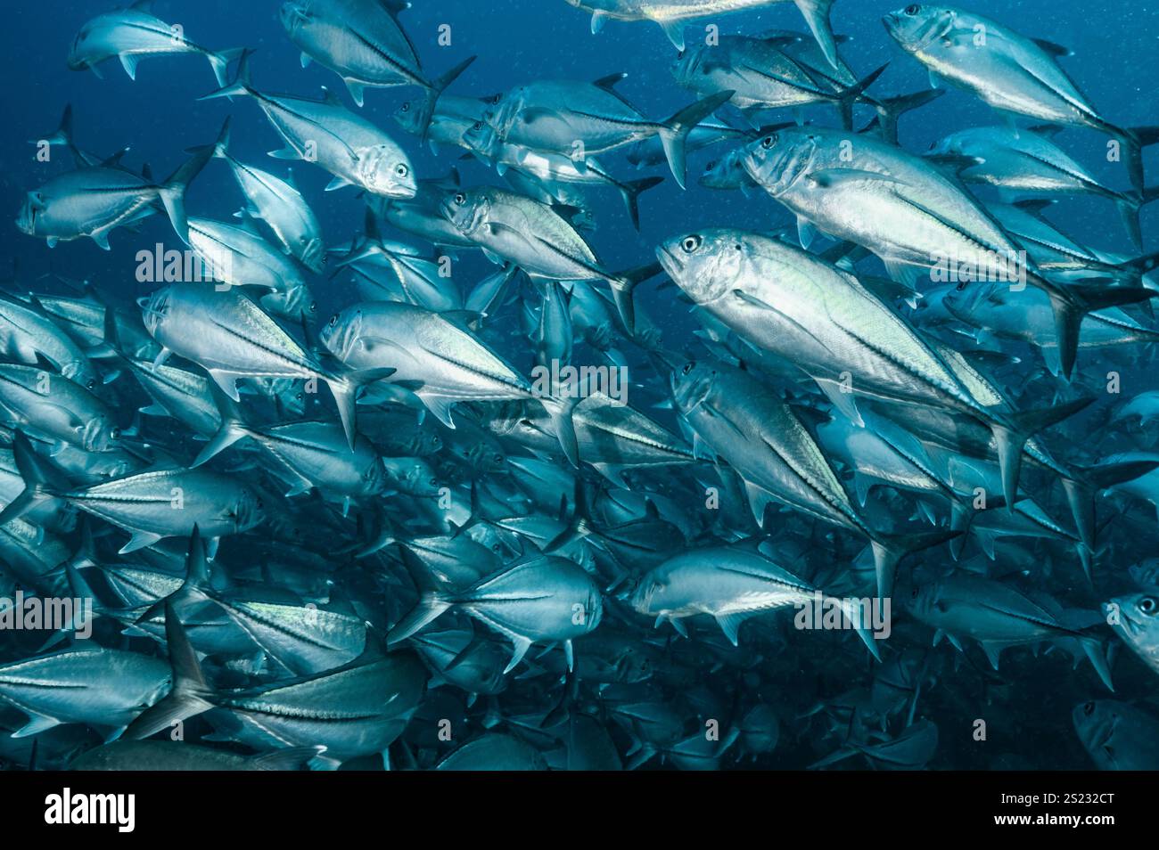 schwarm von Jack-Fischen in der Andamanensee / Thailand Stockfoto