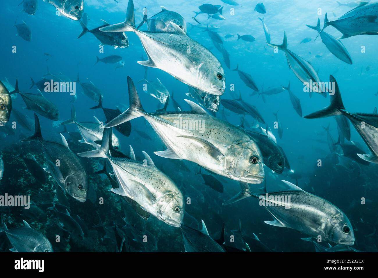 schwarm von Jack-Fischen in der Andamanensee / Thailand Stockfoto