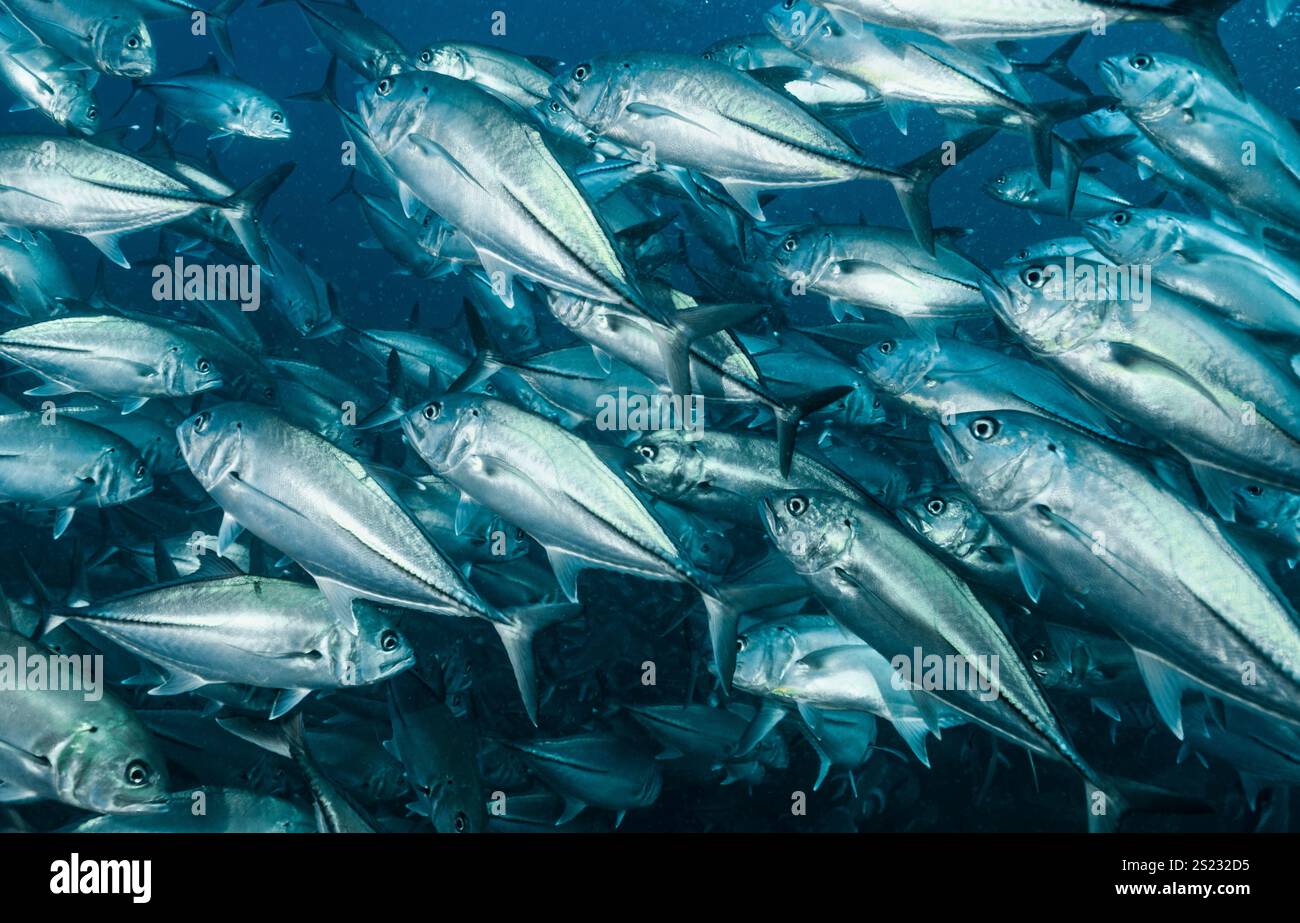 schwarm von Jack-Fischen in der Andamanensee / Thailand Stockfoto