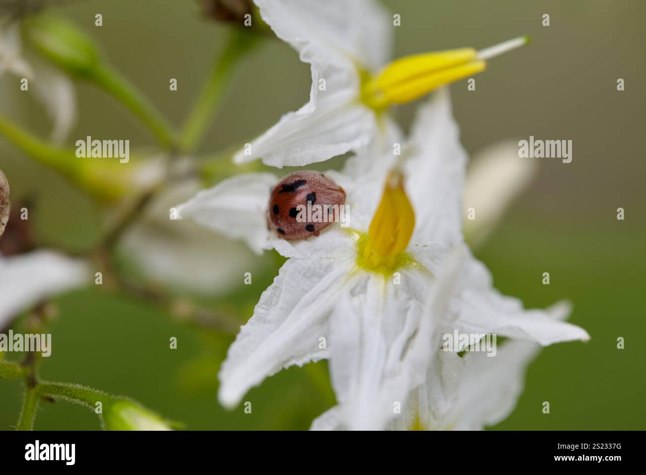 Nahaufnahme von Marienkäfer an Weisserbsen-Auberginen-Blüte Stockfoto