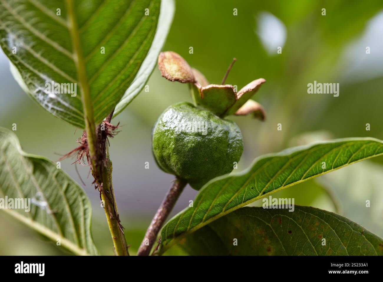 Nahaufnahme der Guavafrucht, die auf Baumzweigen wächst Stockfoto