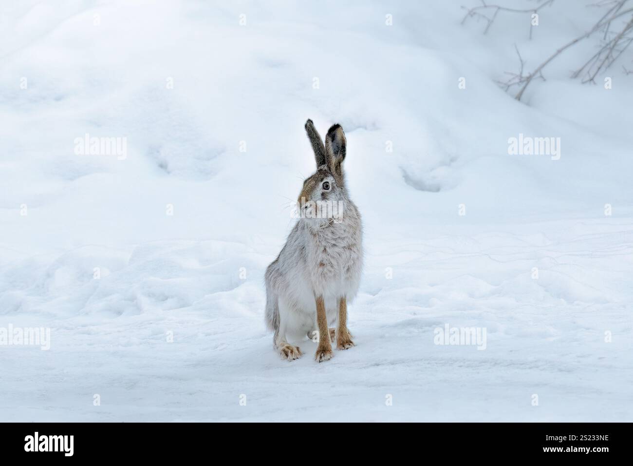 Wildhase, der auf Schnee in der Winterlandschaft sitzt. Stockfoto