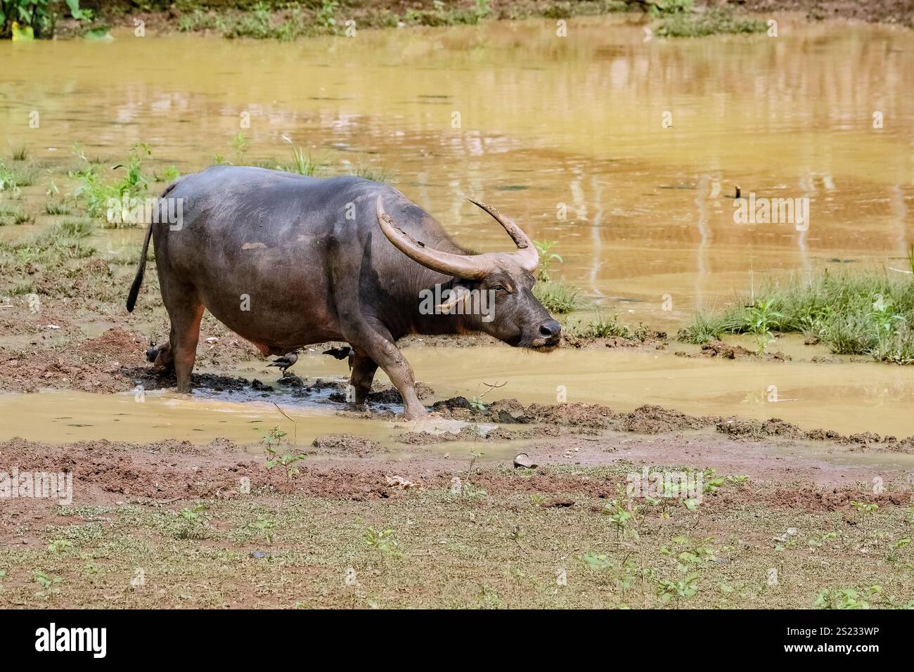 Ein schwarzer Hausbüffel, der Gräser aus einem Teich isst Stockfoto