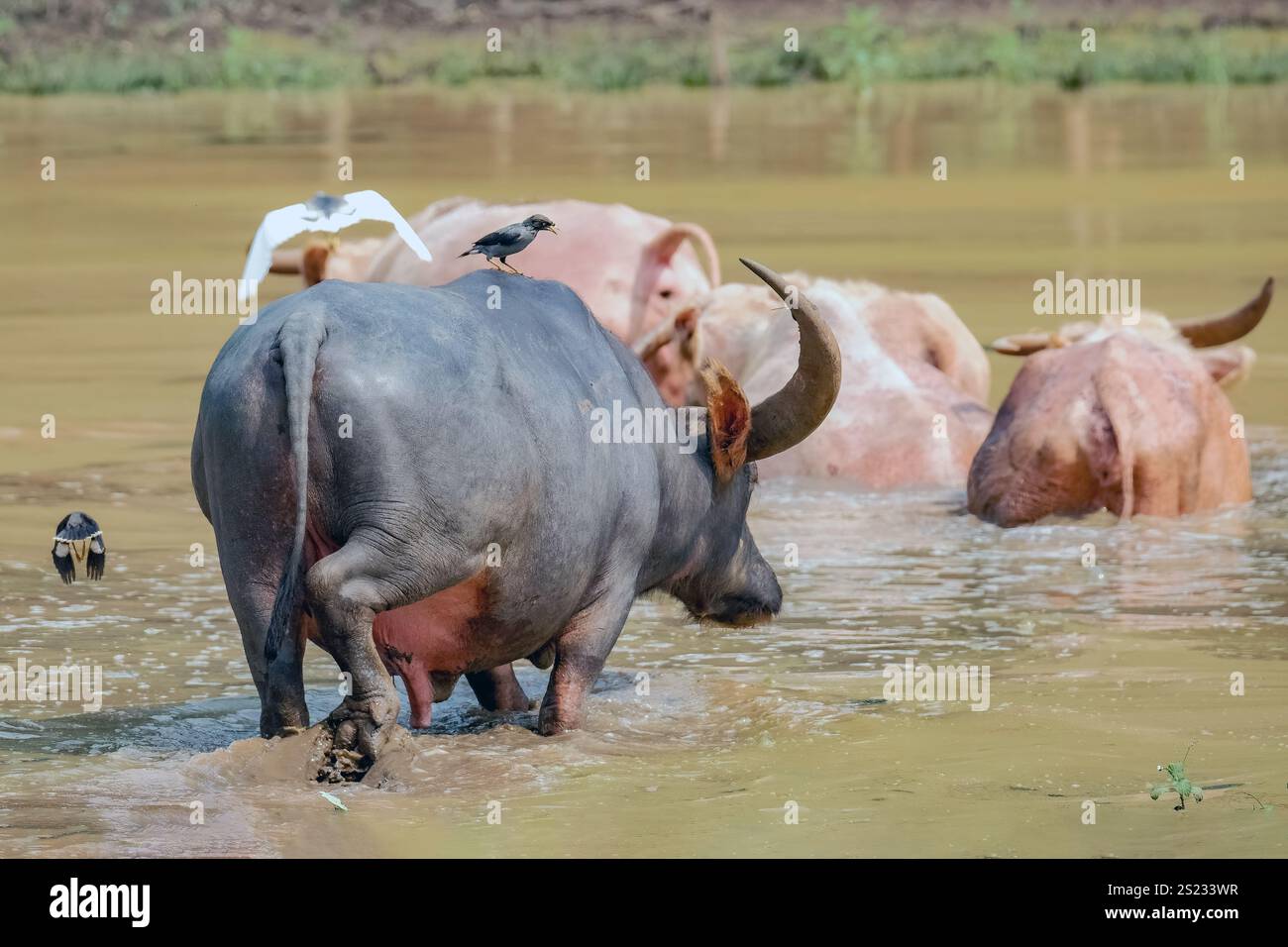 Ein schwarzer Hausbüffel, der Gräser aus einem Teich isst Stockfoto