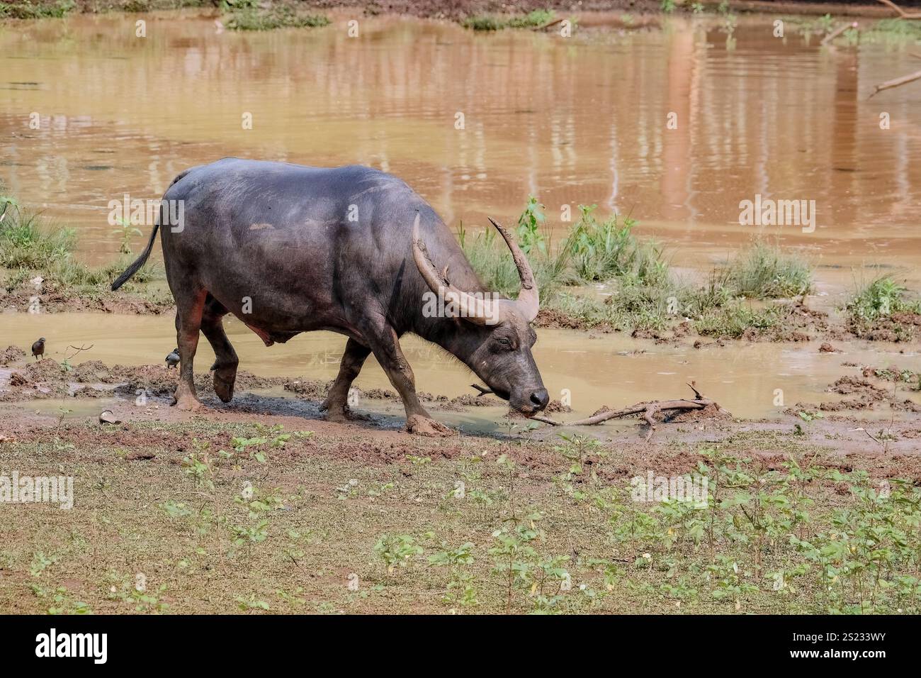 Ein schwarzer Hausbüffel, der Gräser aus einem Teich isst Stockfoto