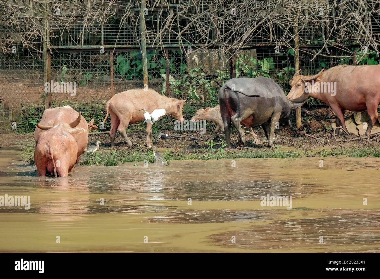 Ein schwarzer Hausbüffel, der Gräser aus einem Teich isst Stockfoto