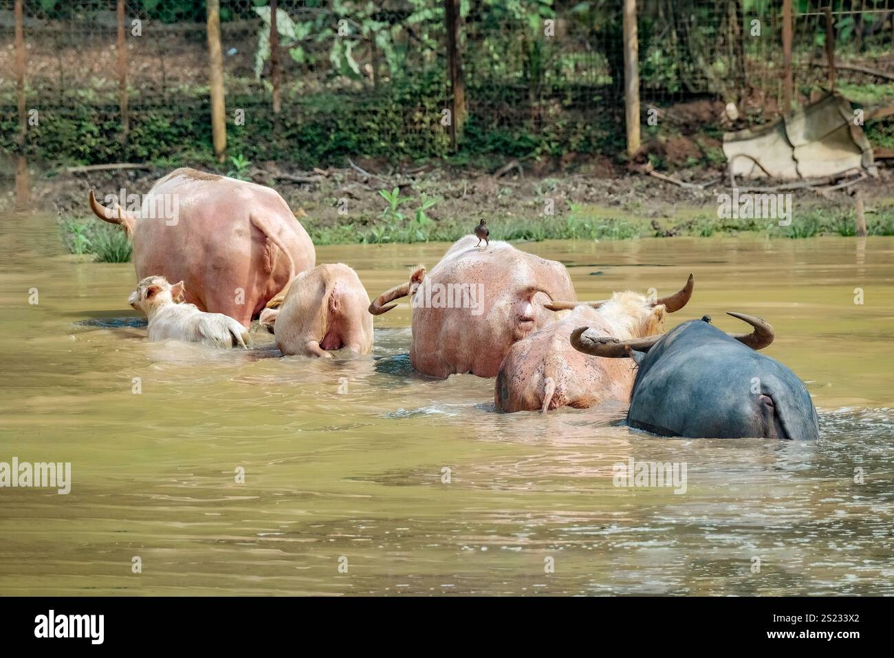 Ein schwarzer Hausbüffel, der Gräser aus einem Teich isst Stockfoto
