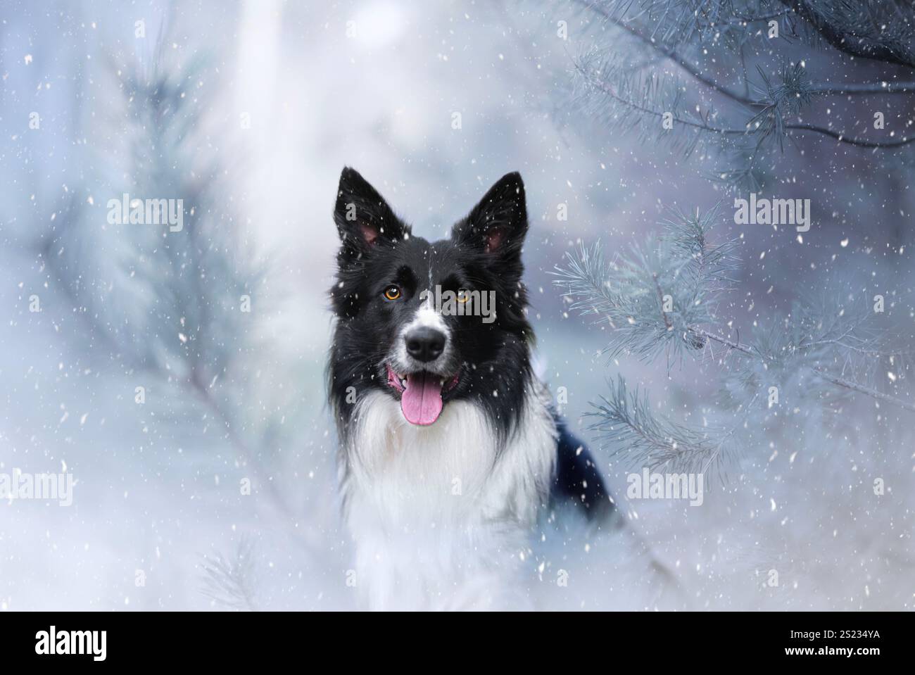 Winterporträt des Border Collie. Stockfoto
