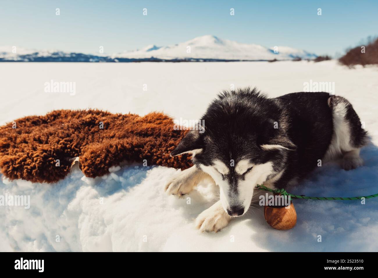 Alaskan Malamute in der skandinavischen Winterlandschaft Stockfoto