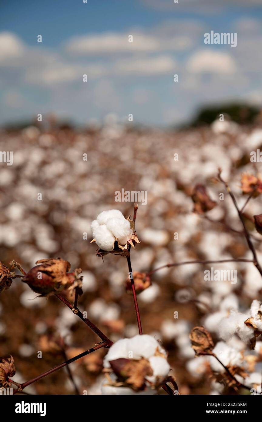 Baumwollboll im Fokus mit verschwommenem Baumwollfeld und blauem Himmel Stockfoto