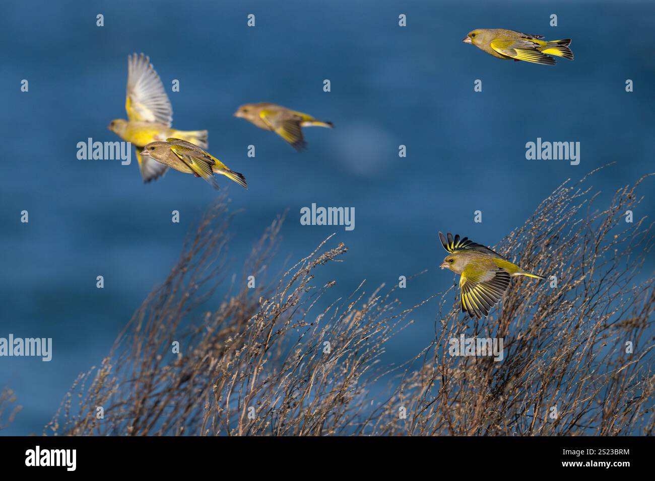 Grünfink - Zuchtjahr chloris Stockfoto