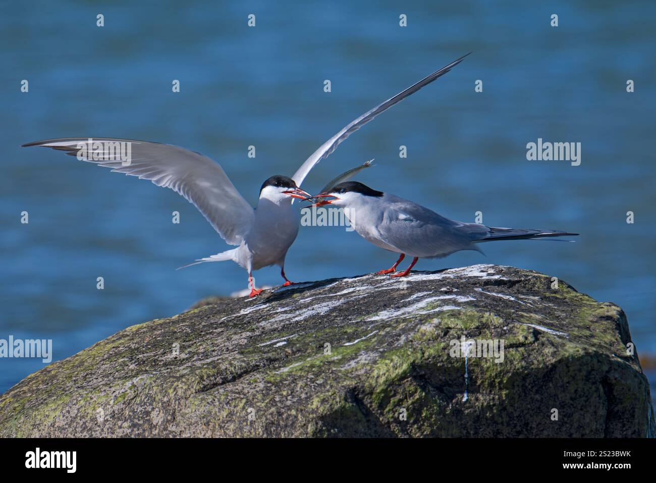 Seeschwalbe - Sterna hirundo Stockfoto