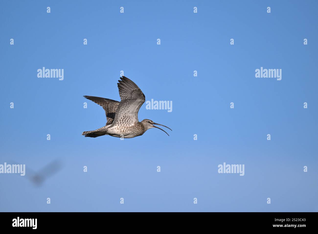 Regenbrachvogel - Numenius phaeopus Stockfoto