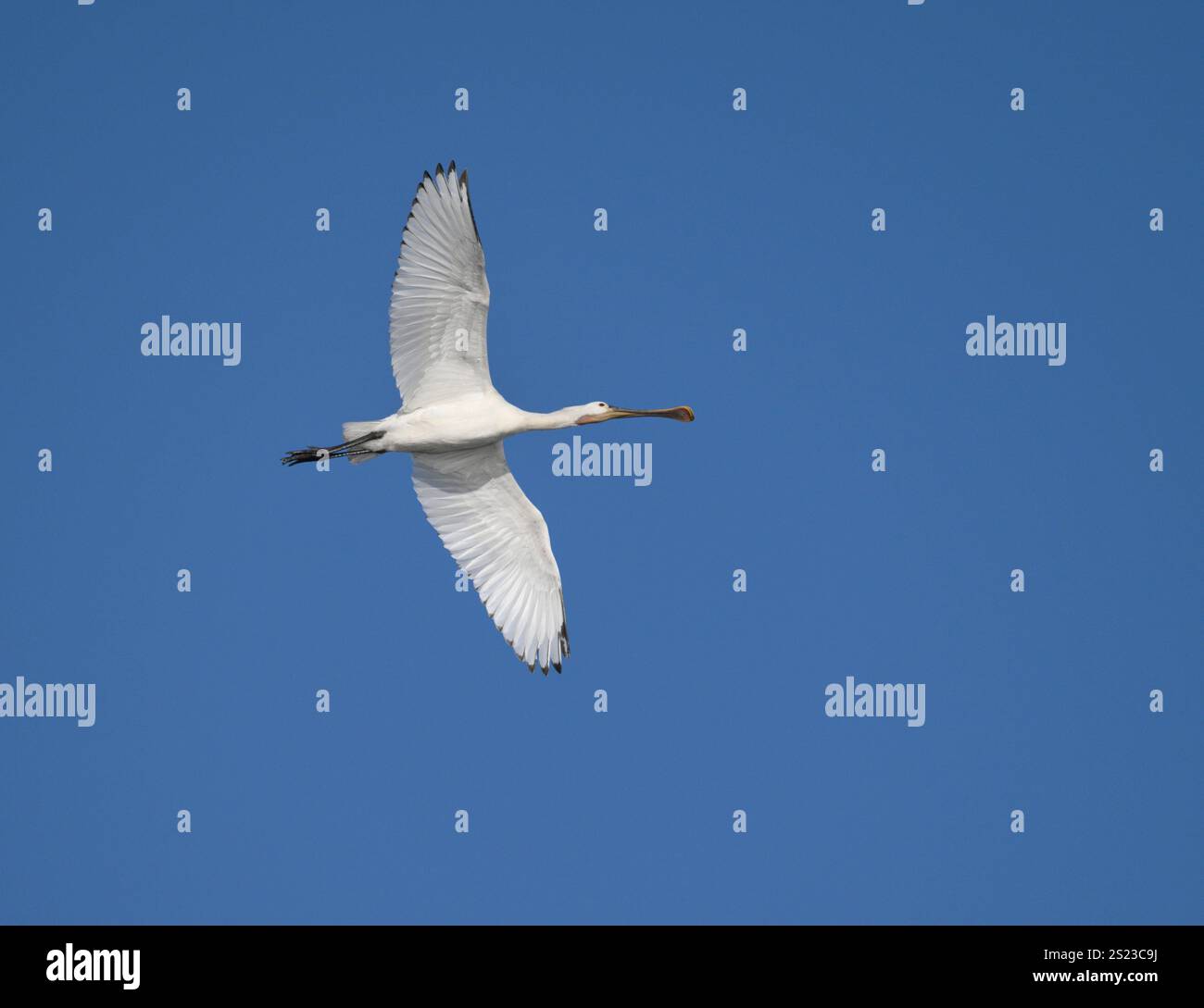 Löffler - Platalea alba Stockfoto
