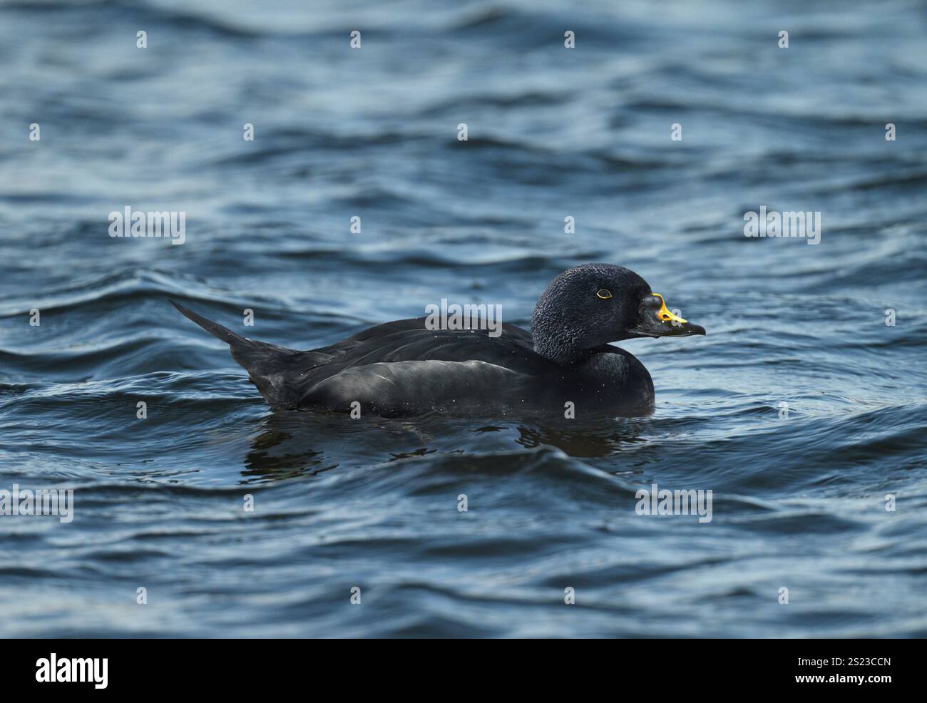 Gemeinsamen Scoter - Melanitta nigra Stockfoto