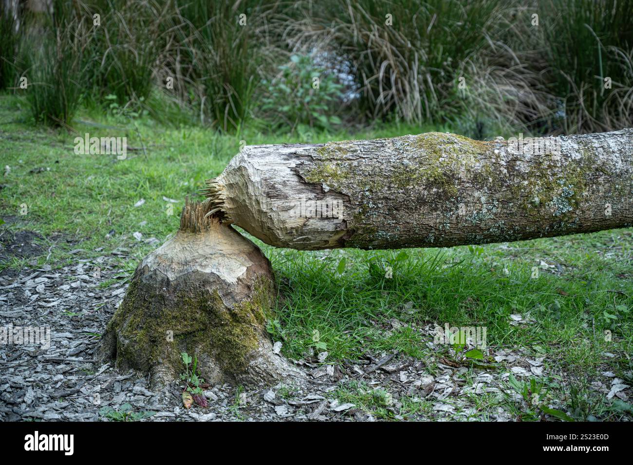 Biber: Rizinusfaser. Gefällter Baum. Cornwall Beaver Project, Cornwall, Großbritannien Stockfoto