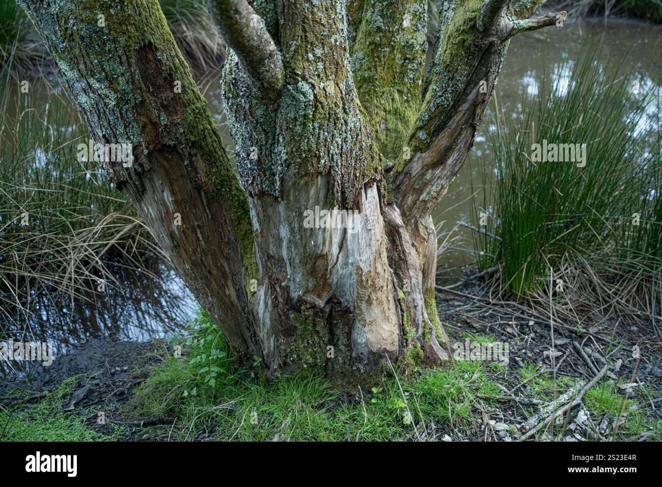 Biber: Rizinusfaser. Rinde, die vom Baum entfernt wurde, um Nahrung zu erhalten. Cornwall Beaver Project, Cornwall, Großbritannien Stockfoto