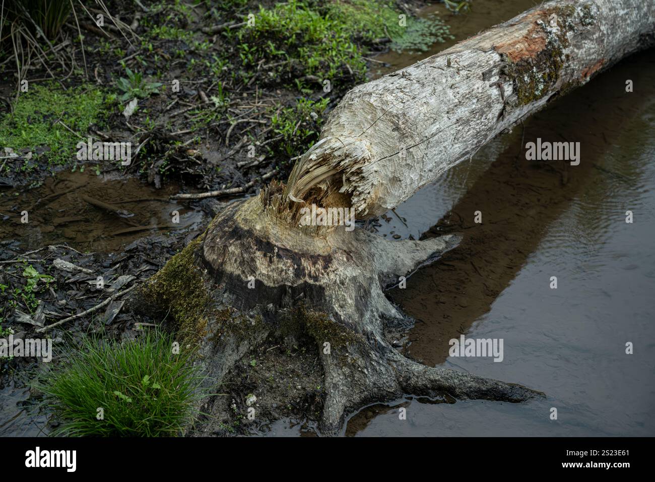Biber: Rizinusfaser. Gefällter Baum. Cornwall Beaver Project, Cornwall, Großbritannien Stockfoto