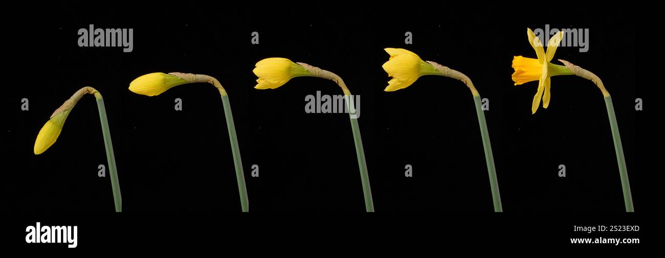 Kultiviertes Narzissen: Narcissus sp. Zeitraffersequenz zeigt die Öffnung der Knospe. Jedes Bild, das im Abstand von ca. 2 Stunden aufgenommen wurde. Stockfoto