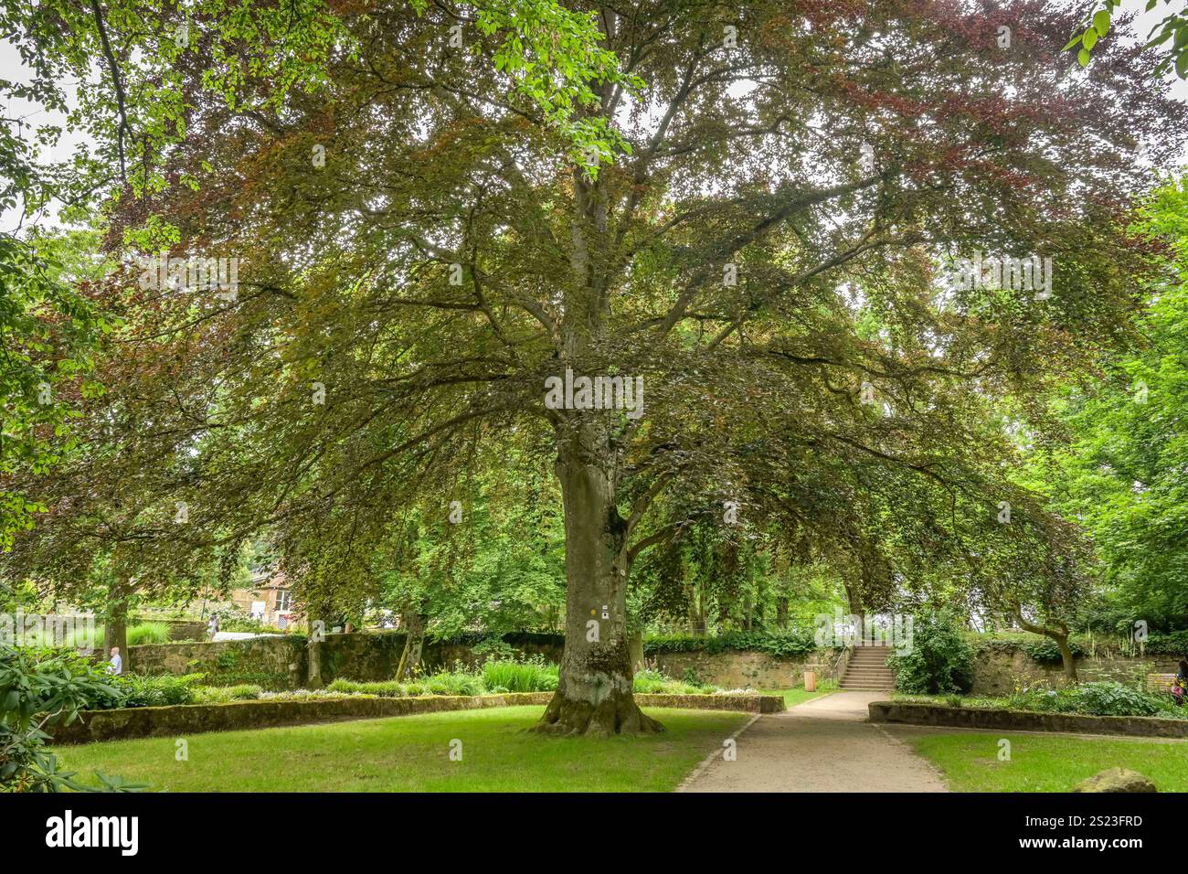 Blutbuche, Schloßpark Marburg, Hessen, Deutschland *** Blutbuche, Schlosspark Marburg, Hessen, Deutschland Stockfoto