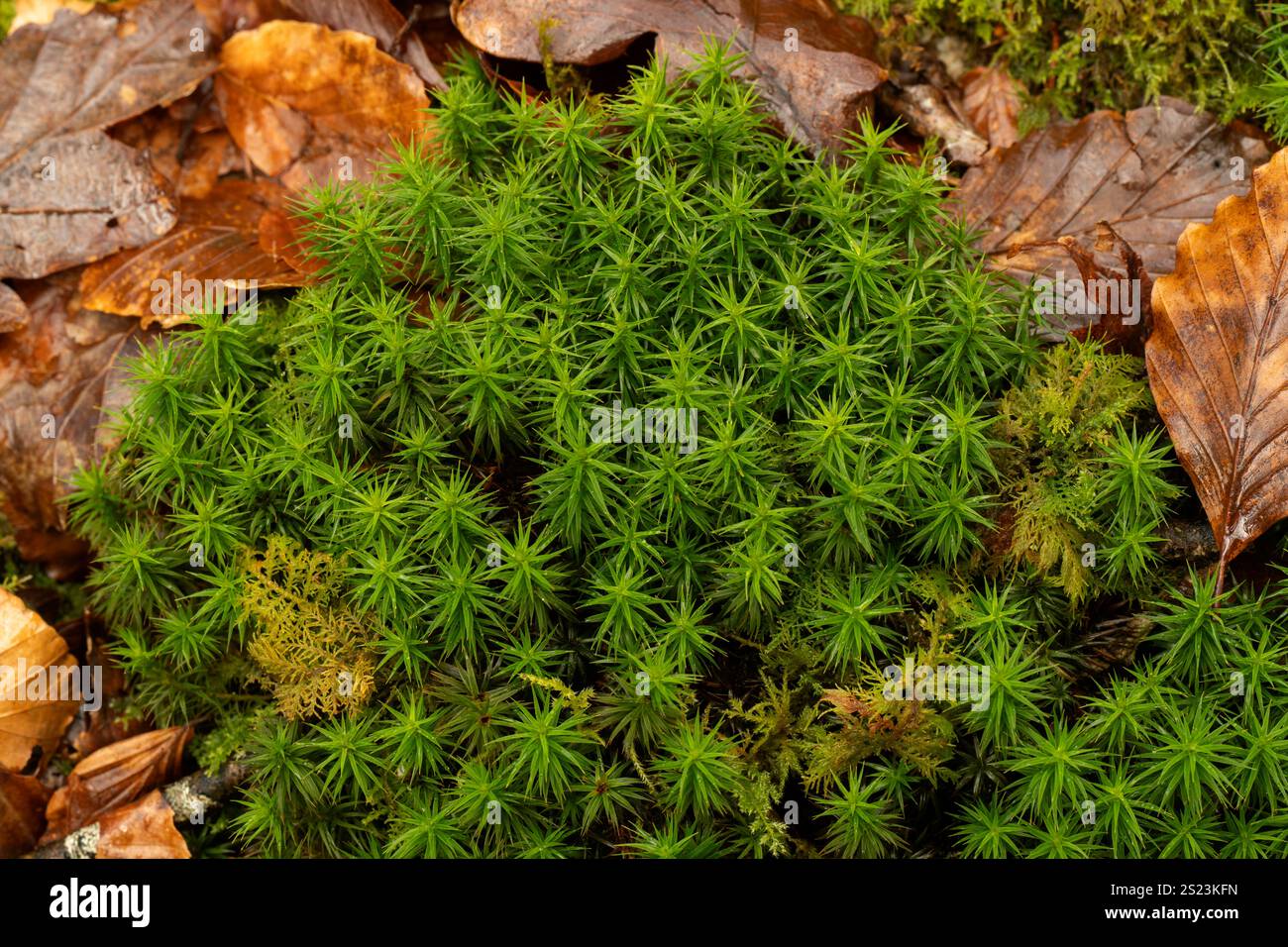 Gemeines Haircap Moos: Polytrichum commune. Cornwall, Großbritannien Stockfoto