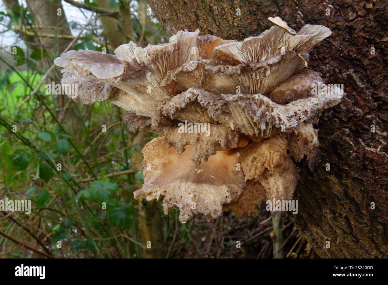Der alte Austernpilz, der bereits verrottet, wächst auf dem Stamm eines toten Baumes Stockfoto