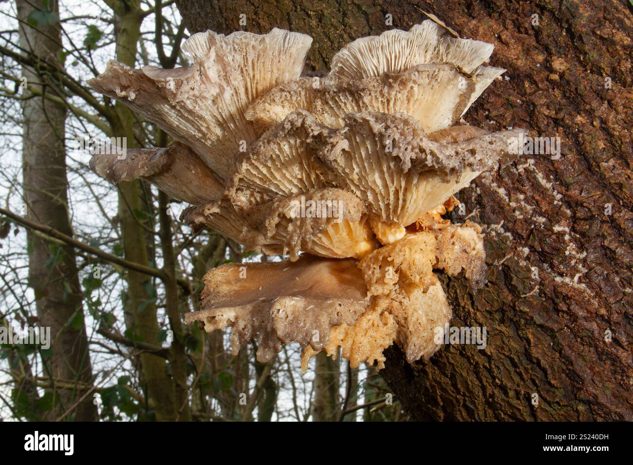 Der alte Austernpilz, der bereits verrottet, wächst auf dem Stamm eines toten Baumes Stockfoto