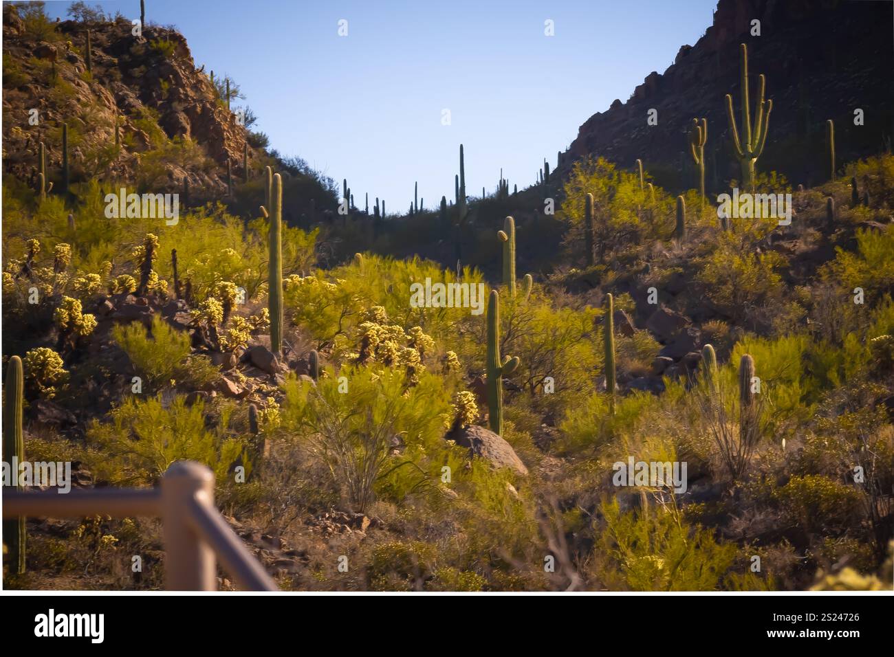 Tucson die riesige Wüstenlandschaft zeigt zahlreiche hohe Kakteen, die über trockenes Gelände mit sanften Hügeln und schwachen Gebirgszügen verstreut sind Stockfoto