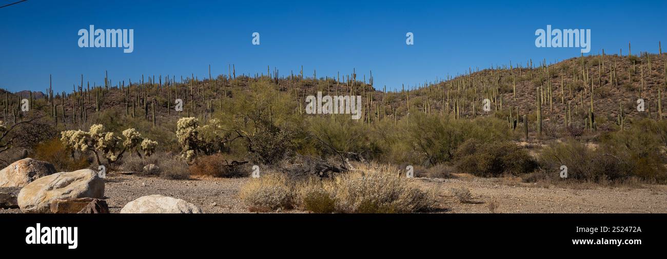 Tucson die riesige Wüstenlandschaft zeigt zahlreiche hohe Kakteen, die über trockenes Gelände mit sanften Hügeln und schwachen Gebirgszügen verstreut sind Stockfoto