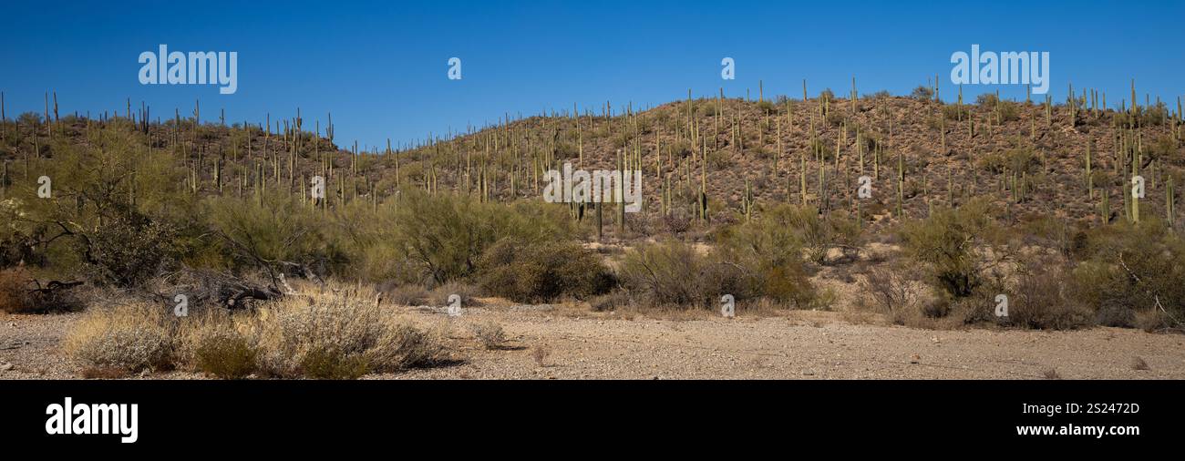 Tucson die riesige Wüstenlandschaft zeigt zahlreiche hohe Kakteen, die über trockenes Gelände mit sanften Hügeln und schwachen Gebirgszügen verstreut sind Stockfoto