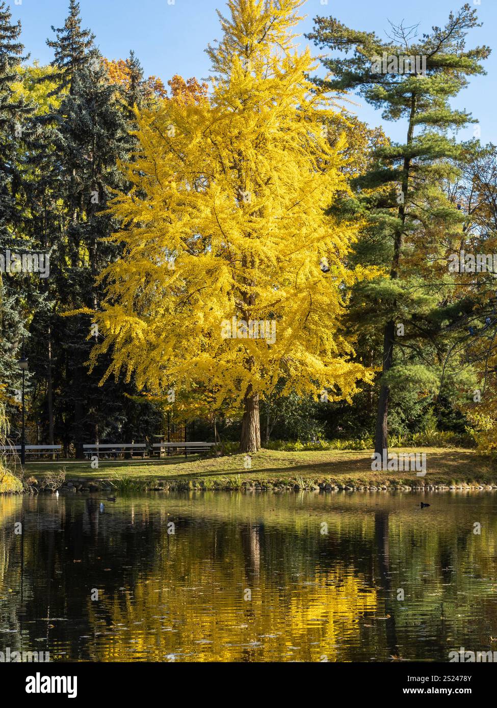 Ein goldener Baum spiegelt sich im ruhigen Wasser eines Teichs, umgeben von lebhaftem Herbstlaub. Stockfoto