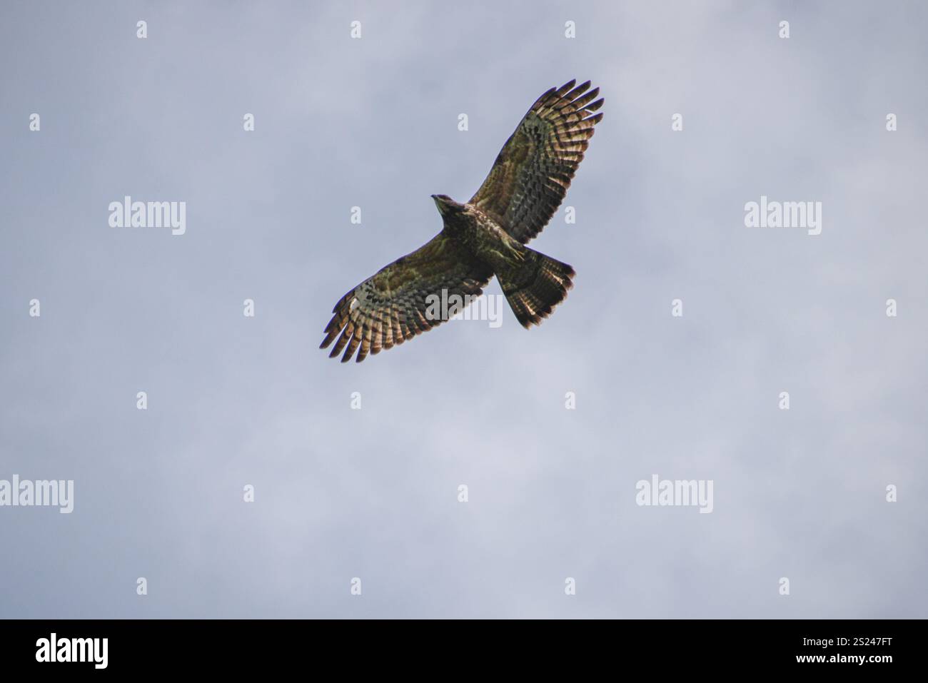 Ein orientalischer Bussard im Flug. Im westlichen Teil von Singapur gesehen. Stockfoto