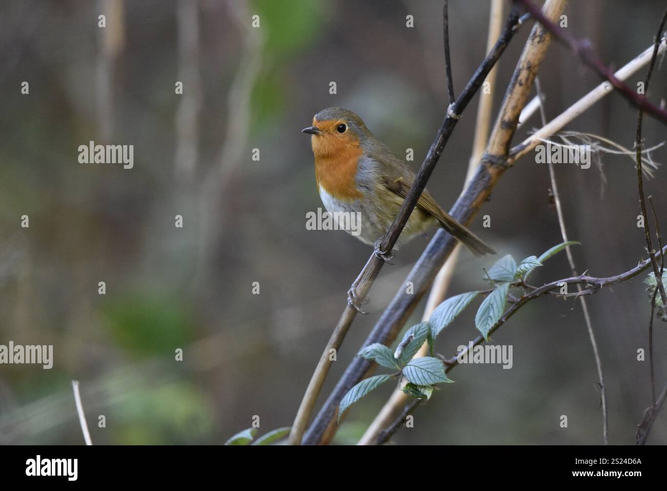 Europäischer Rotkehlchen (Erithacus rubecula), der auf einem Twig im linken Profil, rechts vom Bild, vor einem Waldhintergrund, der im Dezember in Großbritannien aufgenommen wurde Stockfoto