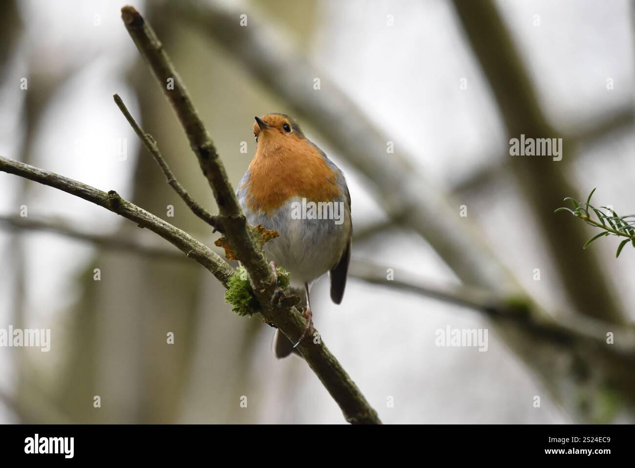 Europäischer Robin (Erithacus rubecula), der auf einer Vordergrundtwig thront, mit Krallen, die sichtbar um Twig gekräuselt sind, aufgenommen in Großbritannien im Winter Stockfoto