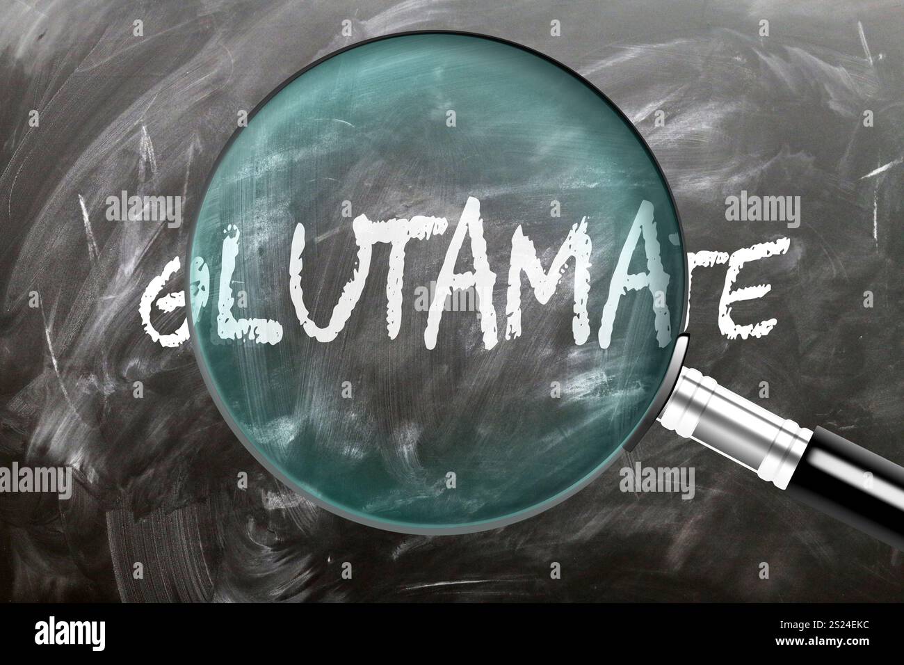 Glutamat - Lernen, studieren und inspizieren Sie es. Glutamat genauer betrachten. Eine Lupe, die das Wort "Glutamate" auf einer Tafel vergrößert Stockfoto