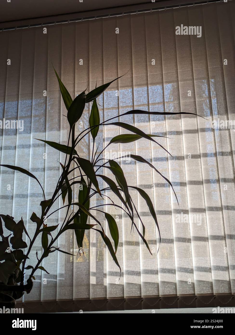 Silhouette einer grünen Zimmerpflanze gegen Licht, das durch vertikale Jalousien filtert, wodurch eine ruhige und minimalistische Komposition entsteht Stockfoto