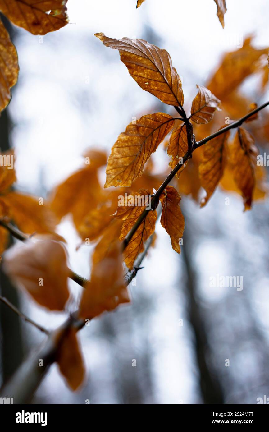 Letzte Abfahrt im Winter 6 Stockfoto