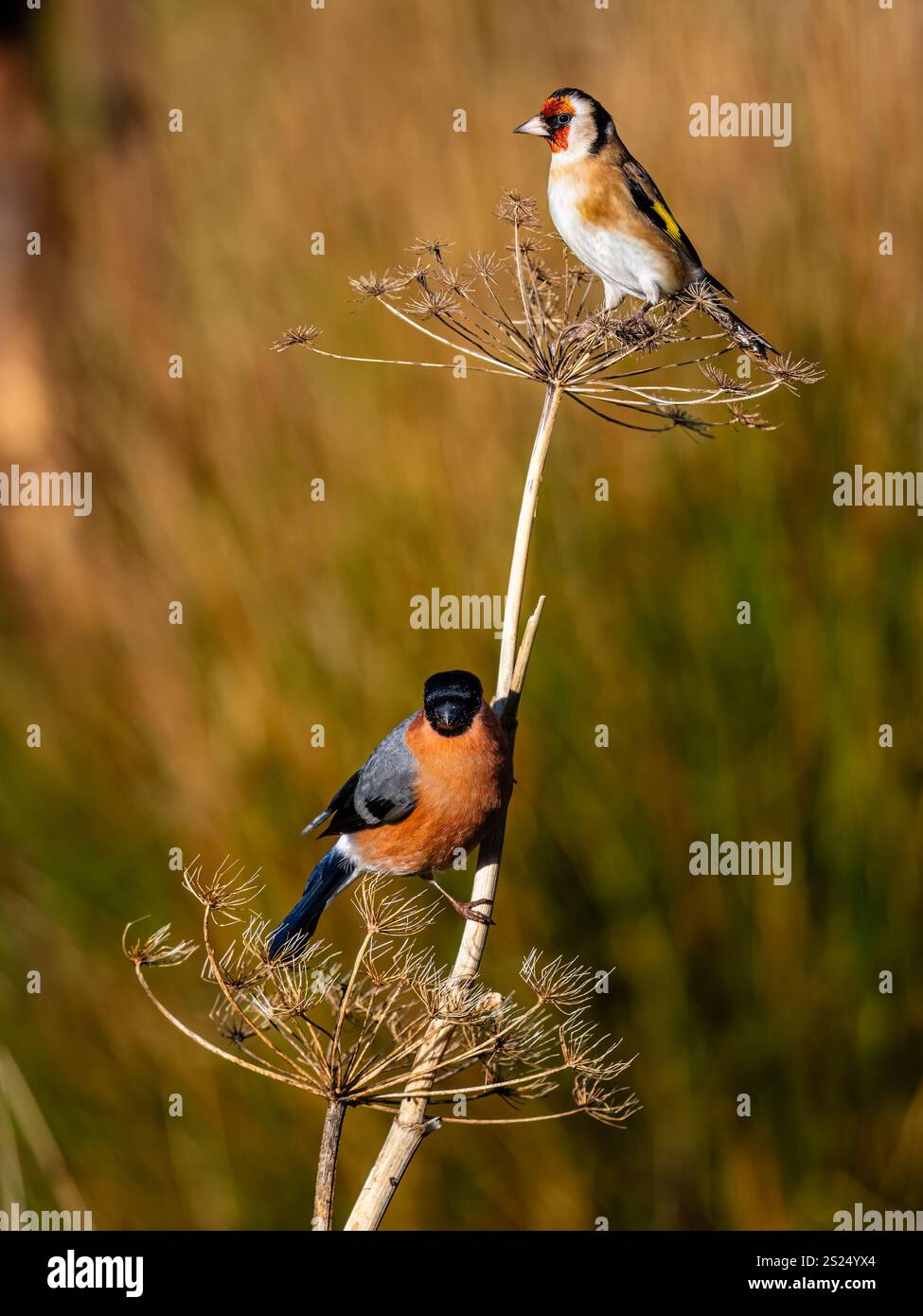 Männlicher Bullfink und Goldfink im Winter in Mittelwales Stockfoto