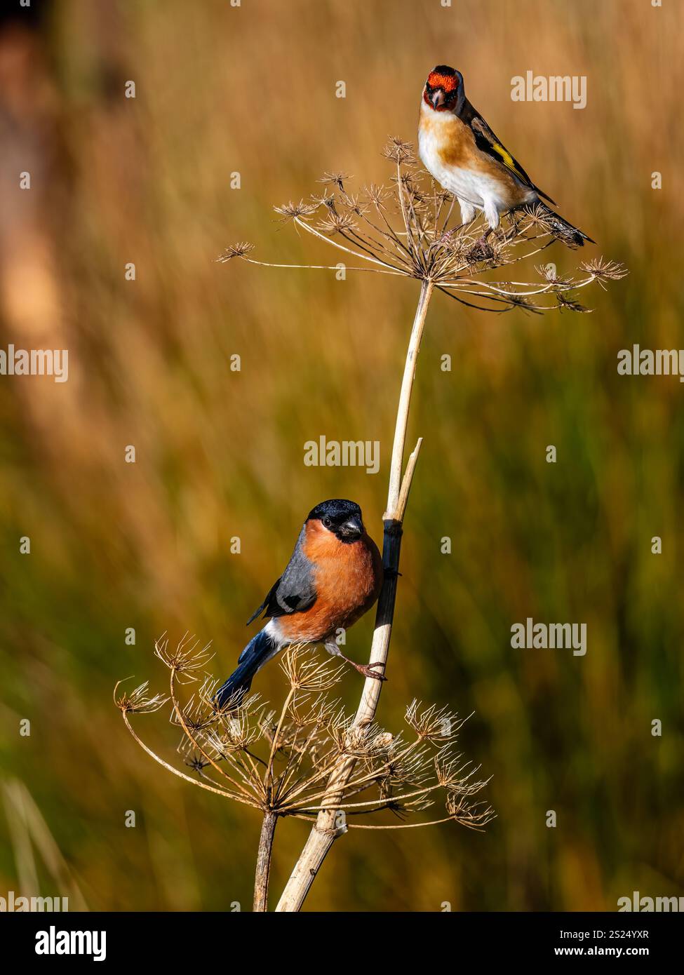 Männlicher Bullfink und Goldfink im Winter in Mittelwales Stockfoto